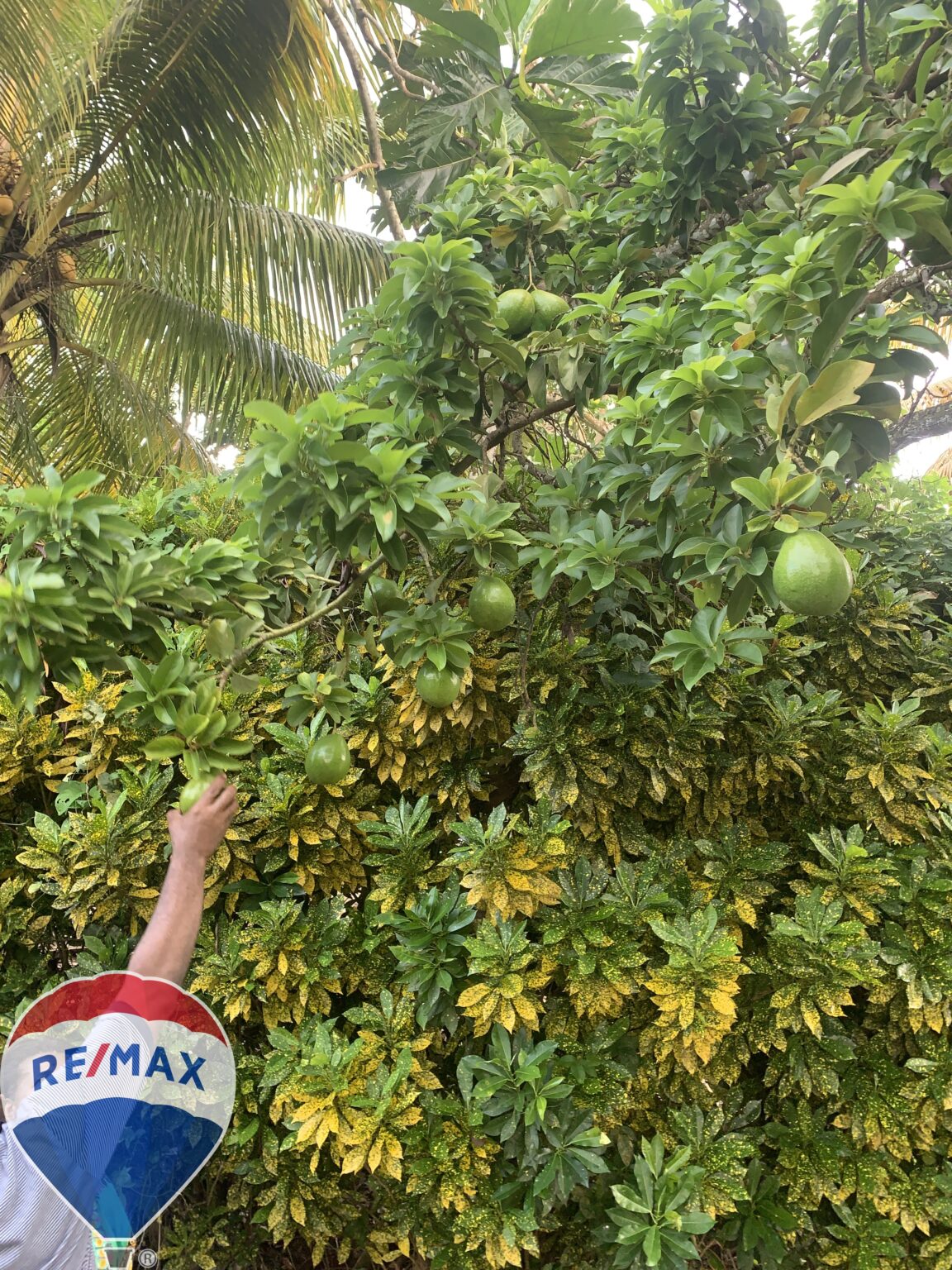 Land For Sale In Desrameaux Lots Coming Soon! Remax